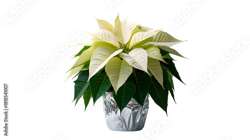 White Poinsettia Plant in Silver Foil Pot Isolated on White