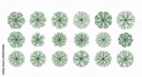 Overhead View of Plants Arranged in a Grid Pattern