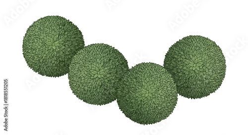 Four Spherical Green Objects Textured Spheres, Decorative Elements, Nature-Inspired Design