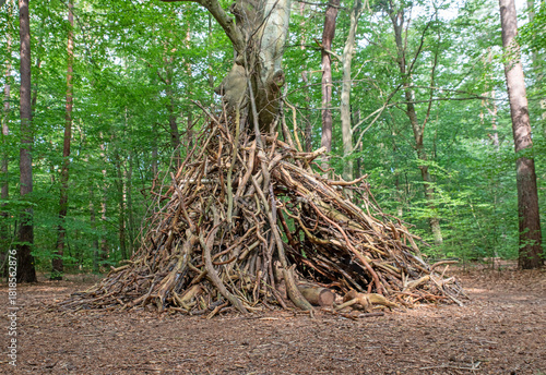 Tree with upright branches and limbs