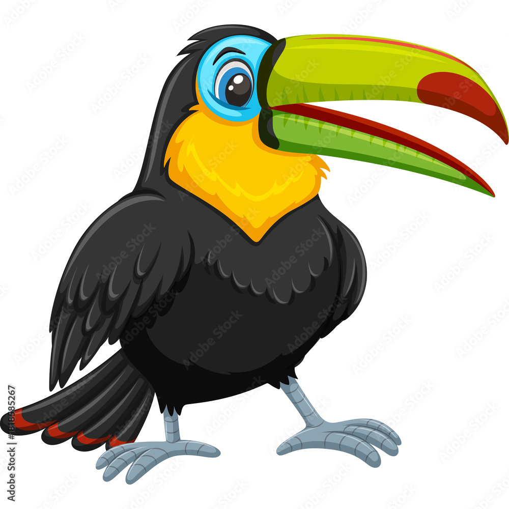 Obraz premium Cartoon Toucan Bird With Large Colorful Beak And Black Feathers Standing On A Transparent Background