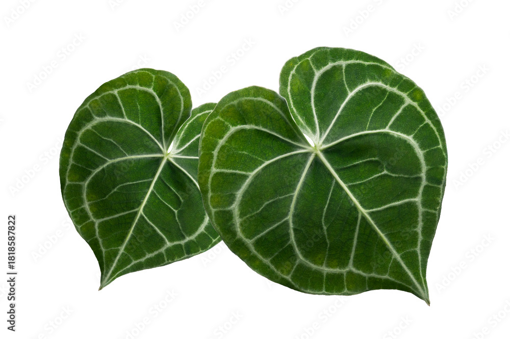 Fototapeta premium Heart anthurium Anthurium clarinervium Isolate on transparent background PNG file