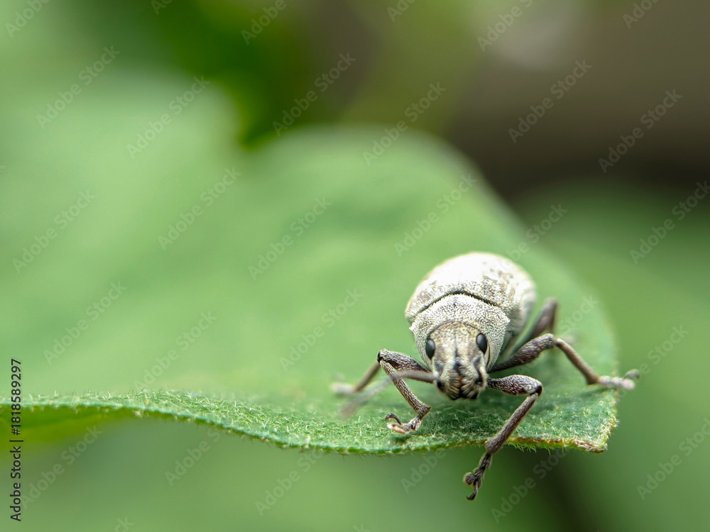 Fototapeta premium Weevil beetle on a leaf. Close-up view of a white weevil with striped elytra.