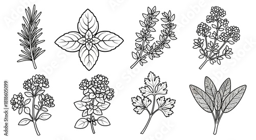 Hand-drawn set of culinary herbs and spices, including rosemary, basil, thyme, and sage in a botanical line art style