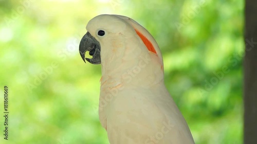 Beautiful Salmon Crested Cockatoo Perched On Branch