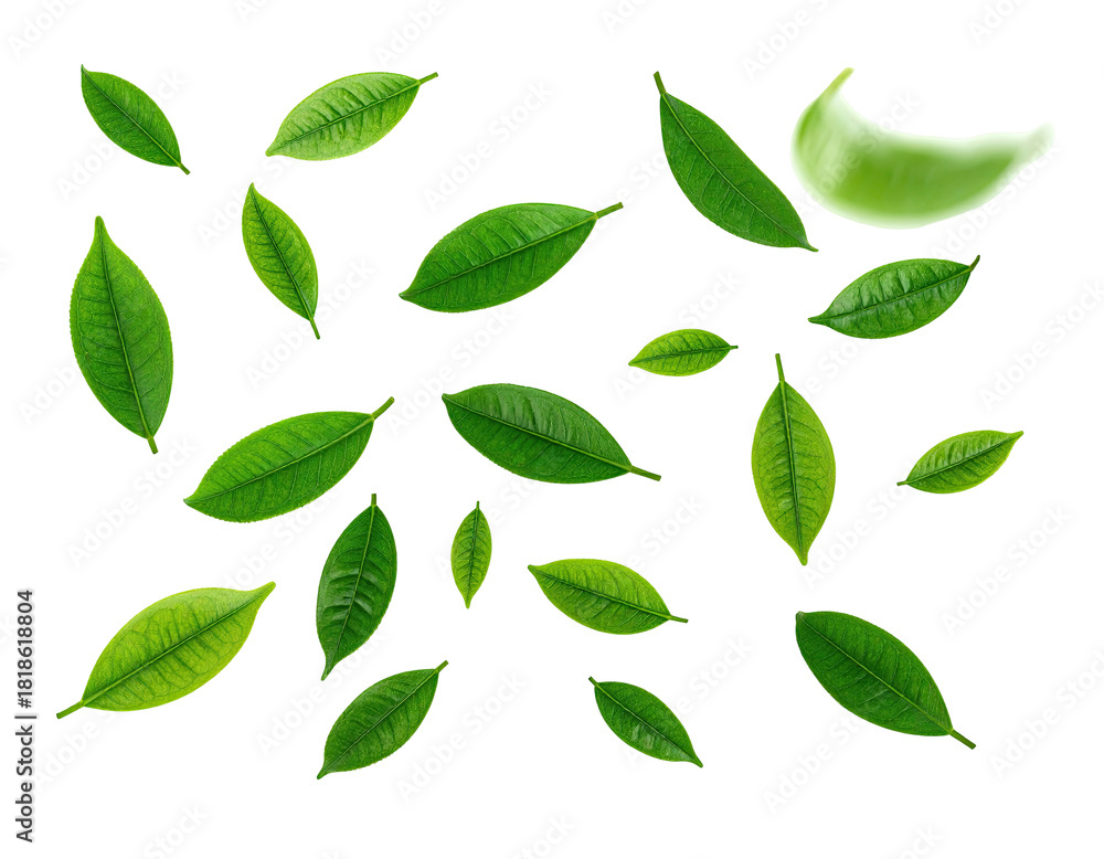 Naklejka premium Green tea leaves isolated on black, some with glow effect