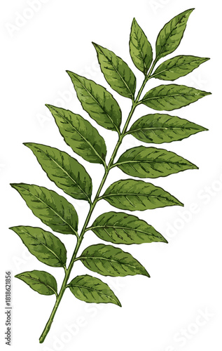 Murraya koenigii illustration