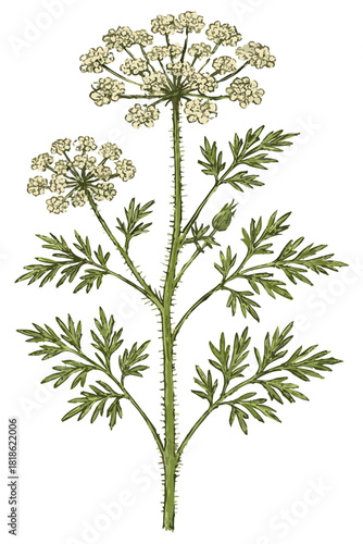 Pimpinella anisum illustration