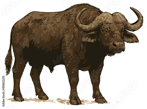Syncerus caffer illustration