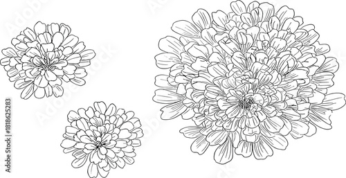 Detailed Line Art Illustration of Delicate Chrysanthemum Flowers in Black and White
