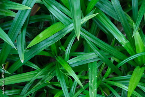 green grass with dew drops