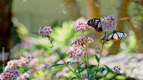 Butterflies feeding on pink wildflowers in nature
