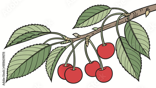 Cherry branch illustration with ripe red cherries and detailed green leaves in a natural botanical style perfect for food graphics garden themes organic projects and creative artwork needs
