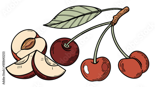 Fresh Peaches and Cherries Hand Drawn Vector Illustration. Sweet Summer Fruit for Healthy Eating, Organic Food Market, and Recipe Design.