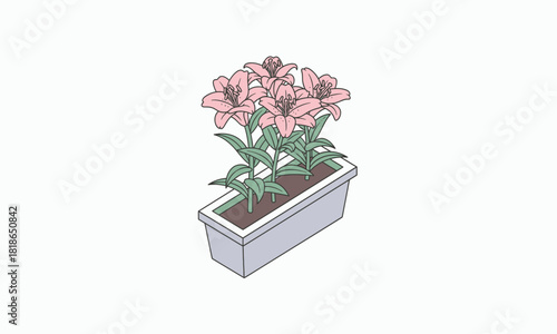 A hand-drawn illustration of blooming pink lilies with green leaves in a light grey rectangular planter box.