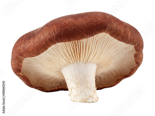 Shiitake mushroom isolated PNG on transparent background, edible fungus with brown cap and gills for culinary use