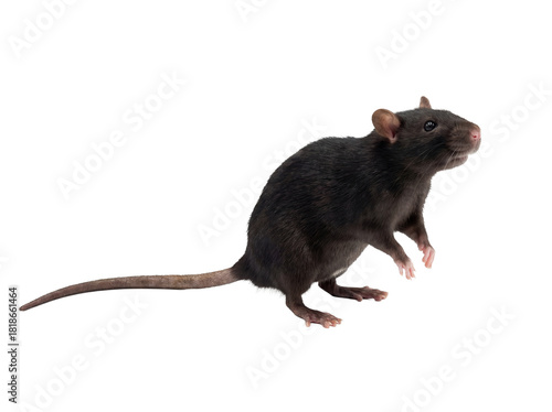 Dark brown rat PNG isolated on transparent background, rodent with long tail for design elements and animal-related projects