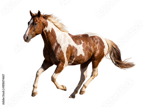 Beautiful pinto horse running isolated PNG on transparent background, equine animal with brown and white coat for design and decoration