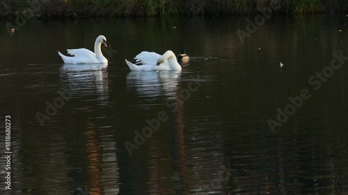 Beautiful white swans in the park on the pond during the golden hour.