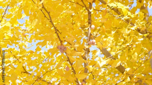 Golden Ginkgo Avenue in Bright Autumn Light