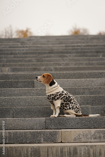 Beagle dog sitting on the big grey stairs in the park, side profile view, wearing leopard sweater 