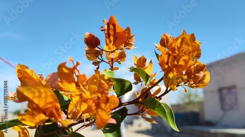 orange and yellow flowers blue sky 4k