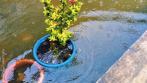 Flooded Garden Pot,  Plant Submerged in Rising Rainwater