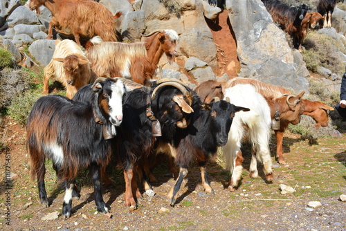 Free-roaming goats in a rocky quarry on Crete, Greece, with mixed coat colors and bells