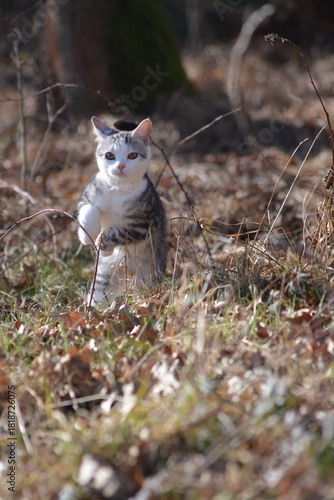 British Shorthair cat in a field in a close-up outdoor scene