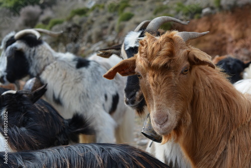 Free-roaming goats in a rocky quarry on Crete, Greece, with mixed coat colors and bells