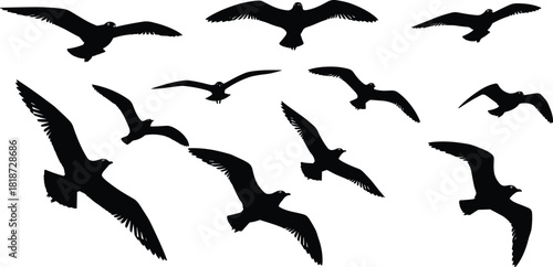 Silhouette vector illustration of flying seagulls in various wing positions, dynamic bird shapes, wildlife motion graphics for nature design and creative projects.
