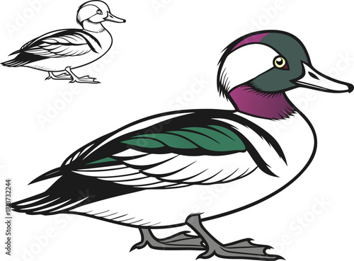 Full Body Wood Duck Vector Illustration