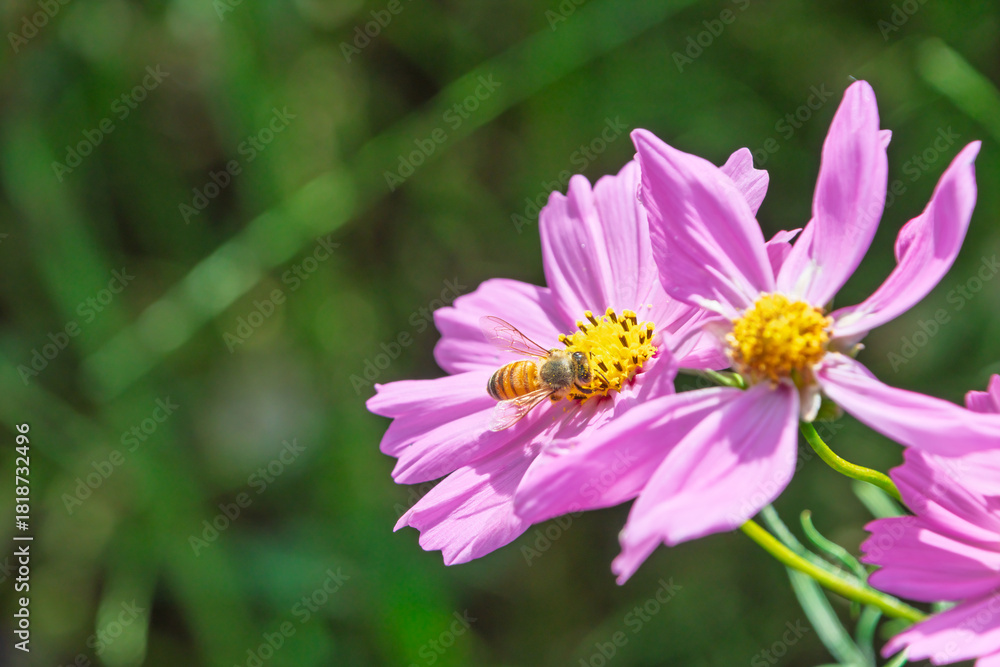 Fototapeta premium ピンクのコスモスの花に止まって蜜を集めるミツバチとコピースペース