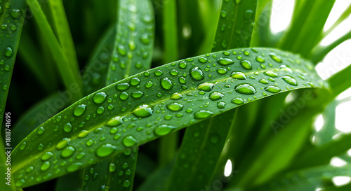 Close up of vibrant green leaf with glistening water droplets on transparent background.