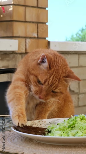 Hungry ginger cat sniffs and tries to steal meat from a plate, copy space