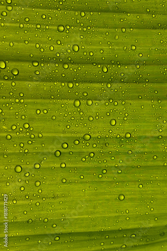 Close-Up of water droplets on leaf texture