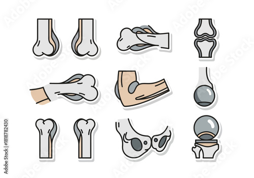Human Bone Structure Anatomy Icons Set for Medical and Educational Designs