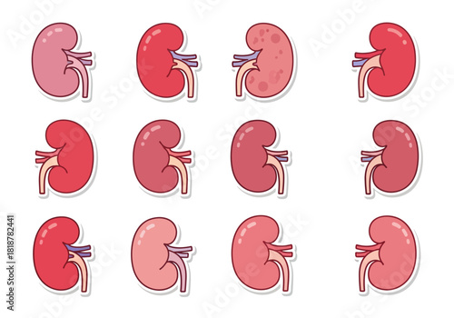 Kidney Health A Colorful Visual Guide to Renal Anatomy and Function