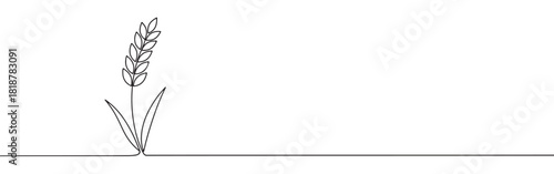 Continuous one thin smooth line simple minimalistic drawing of a wheat stalk on a white background