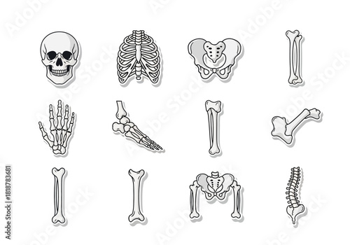 Skeletal System Icon Set Human Anatomy Vector Illustration