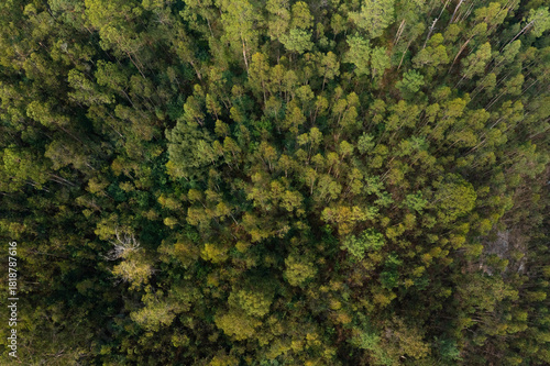 Aerial view from drone on forest with many trees and a few bushes