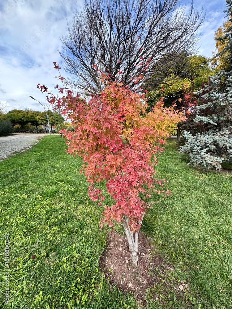 Φωτογραφία Acer palmatum leaves in soft autumn shades of green, bronze, and light red, forming a textured canopy that highlights the delicate structure of Japanese maple foliage