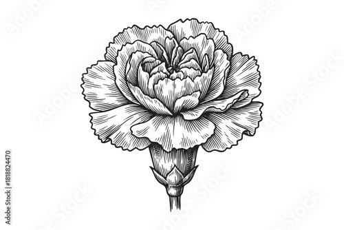 Carnation flower engraving vector style