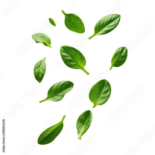 A group of green leaves .