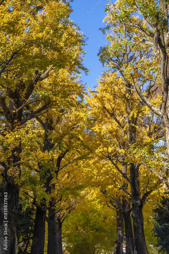 Fototapeta premium 都心散歩 東大構内銀杏並木～三四郎池