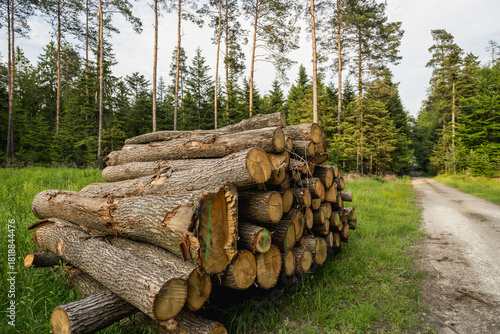 Pine timber logs stacked in forest, wood industry