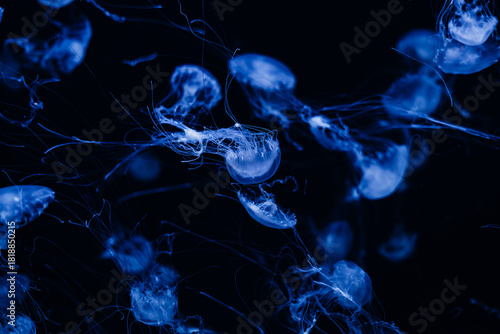 Ethereal jellyfish floating in a deep blue background