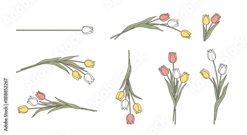 Elegant tulip flower arrangements for spring design, vibrant floral accents for wedding invitations, and beautiful botanical elements for branding projects