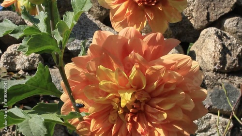 beautiful Dahlia flowers blooming in a garden