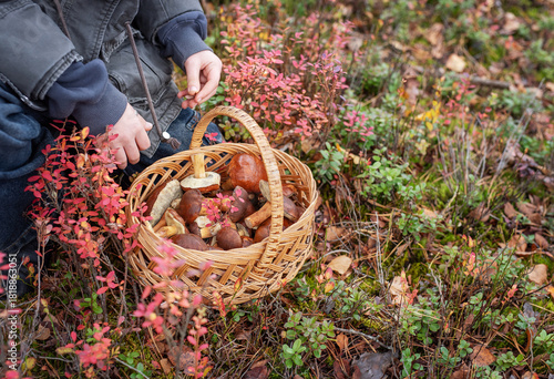 Person holding full basket of wild mushrooms in autumn forest